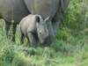 Pumba Water Lodge - Wildlife2